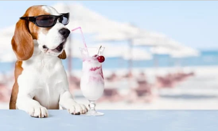 Narizes Incríveis: 7 Aromas que Seu Cão Sente e Você Ignora