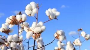 Algodão: Preços em Queda Livre Atingem Mínima Desde 2020