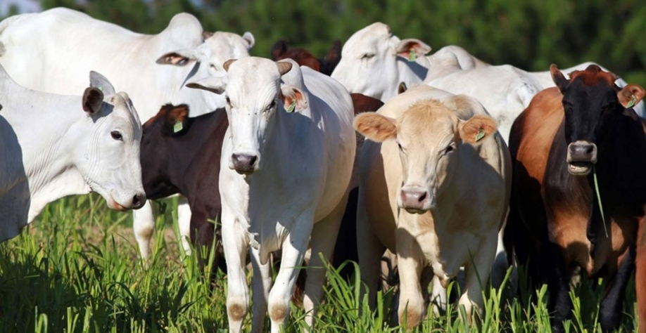 Boi Gordo: Preços Disparam em Diversas Regiões