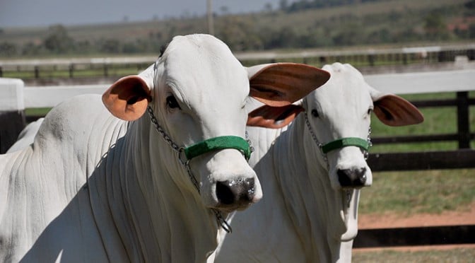 Mercado do Boi: Especulações Sobre China Reduzir a Compra