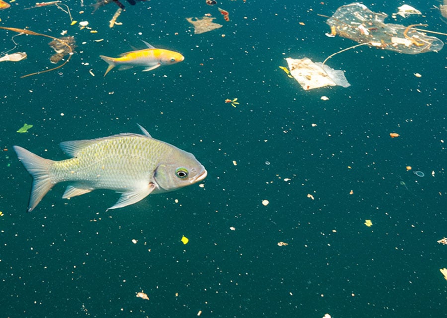 Microplásticos: Aquecimento global piora poluição e ameaça peixes