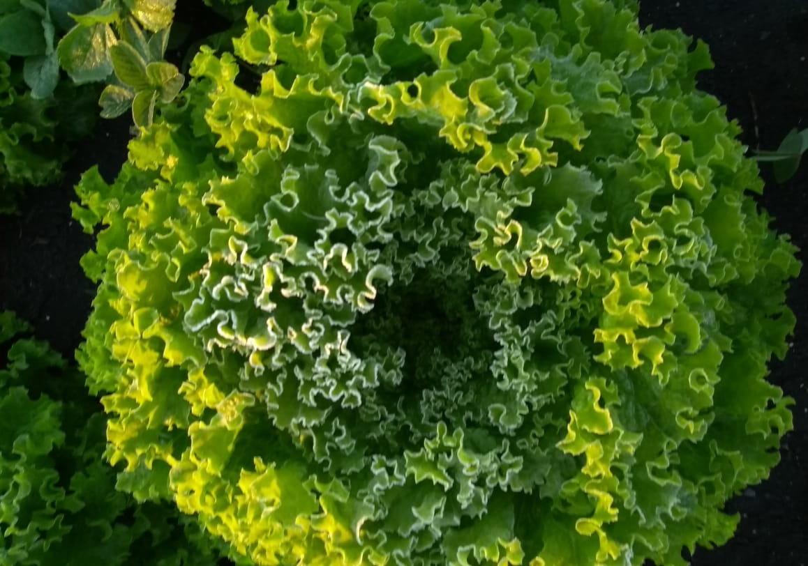 Ceagesp: Feriado e oferta alta derrubam venda de alface