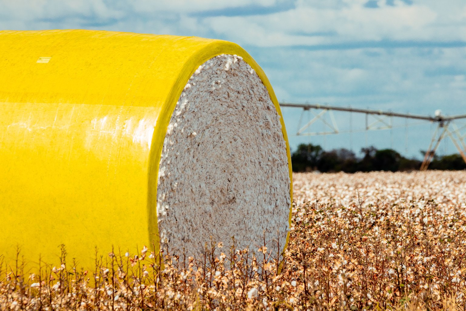 Algodão Brasileiro: Exportações Aquecidas Sustentam Preços