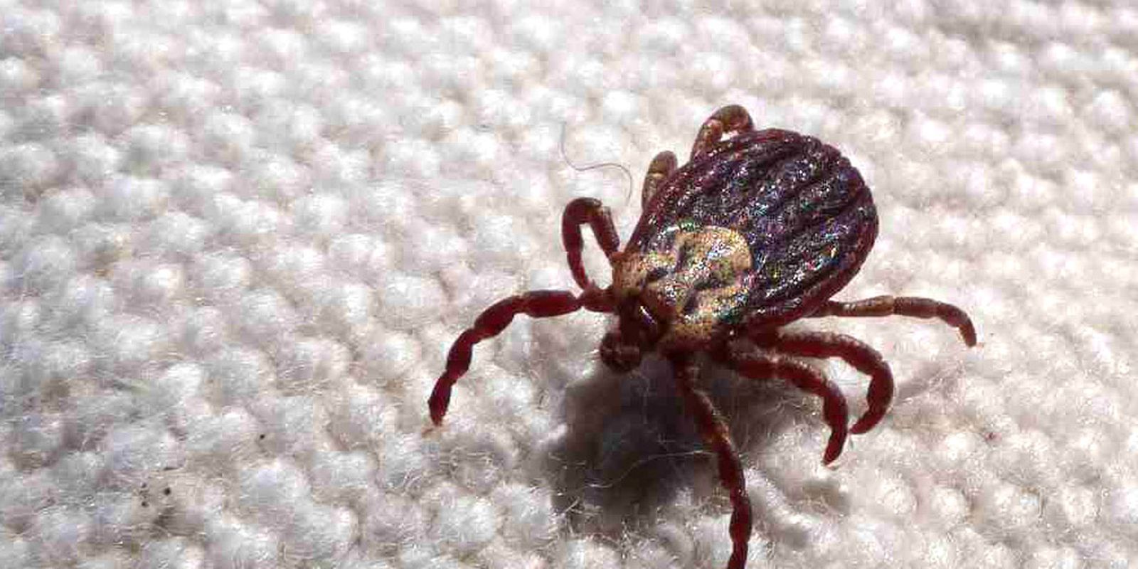 Febre Maculosa: Mais Duas Mortes Confirmadas em São Paulo.