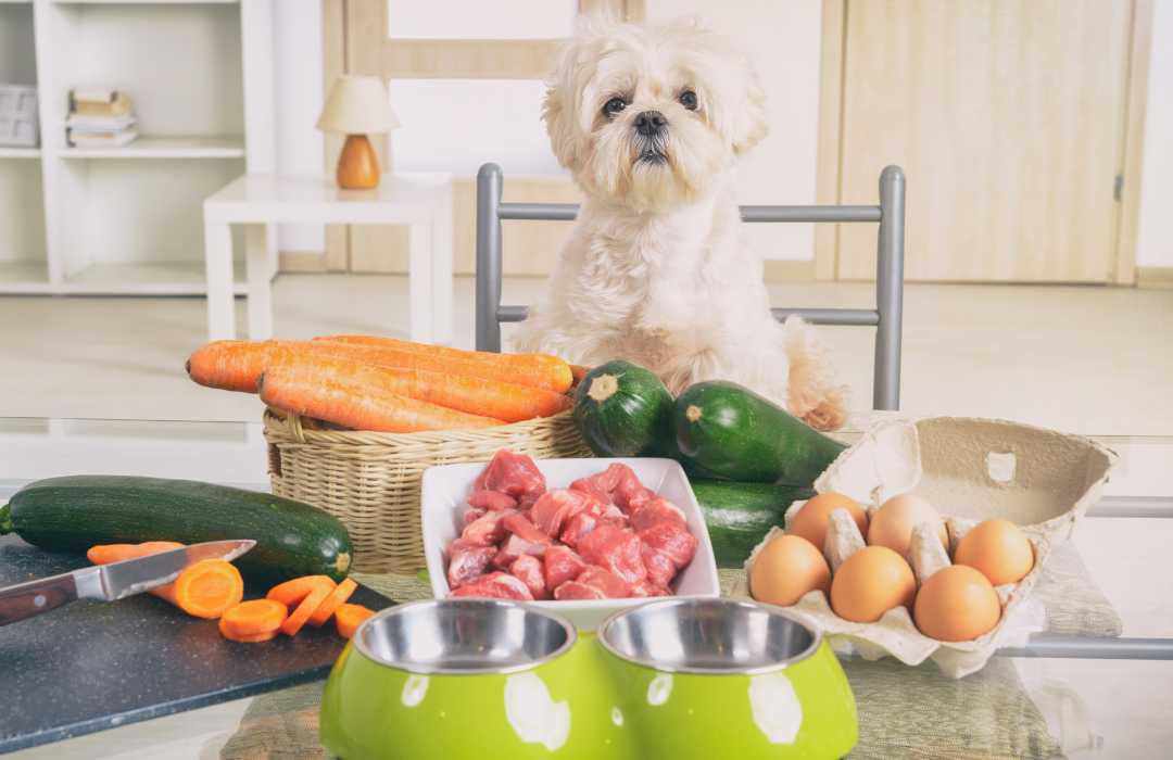 Alerta Pet: Dietas Caseiras Para Cães São Carentes em Nutrientes
