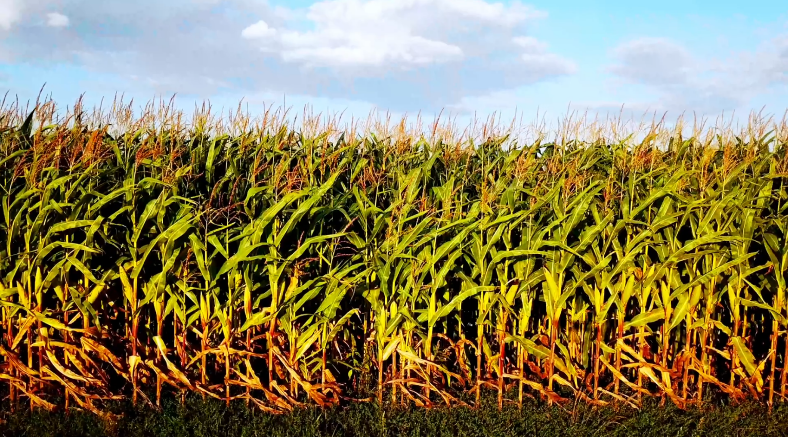 Mercado de Milho: Vendedores Recuam e Liquidez Diminui