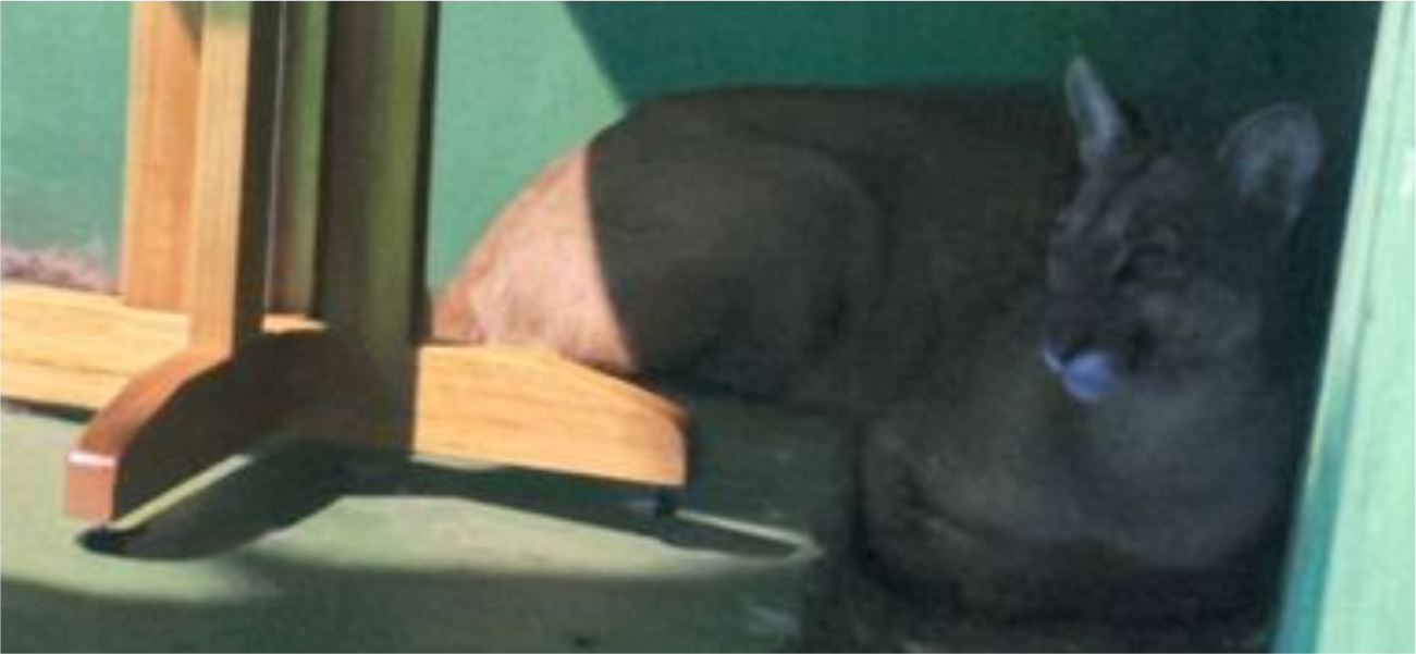 Onça-parda causa pânico ao invadir restaurante em São Carlos