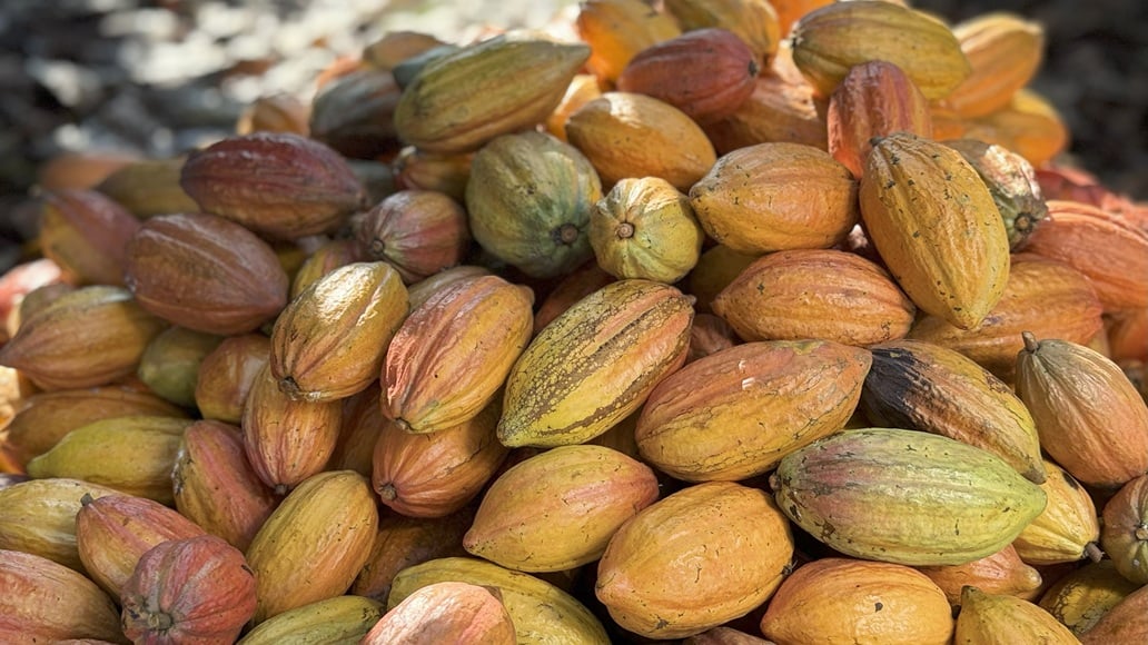 Cacau: Previsão de Superávit Global Alivia Preços Altos em 25/26