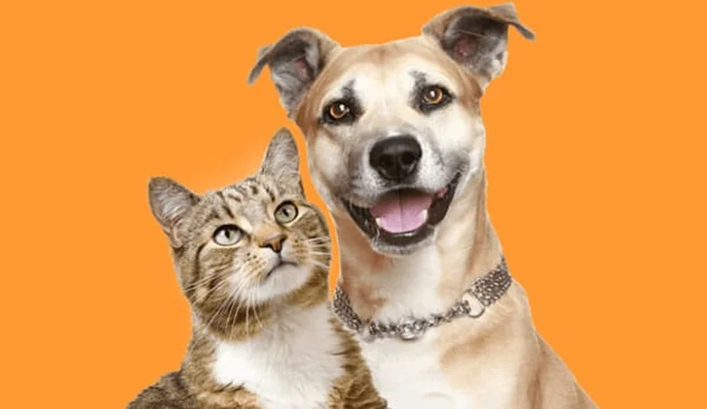 Caruaru realiza primeira edição do Pet Day com serviços e adoção.