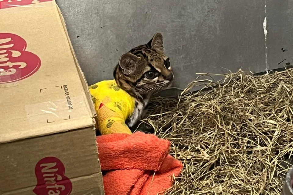 Gato-maracajá atropelado retorna à natureza após meses