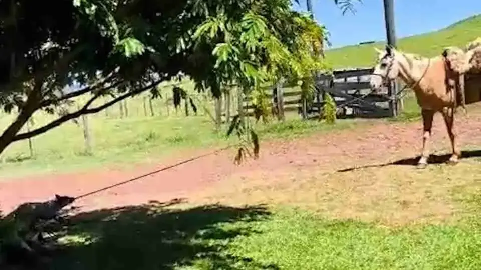 Filhote de Cachorro leva Égua para a Sombra no Paraná