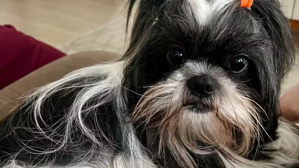 Tragédia em Itapeva: Shih Tzu morre após ser esquecido em carro