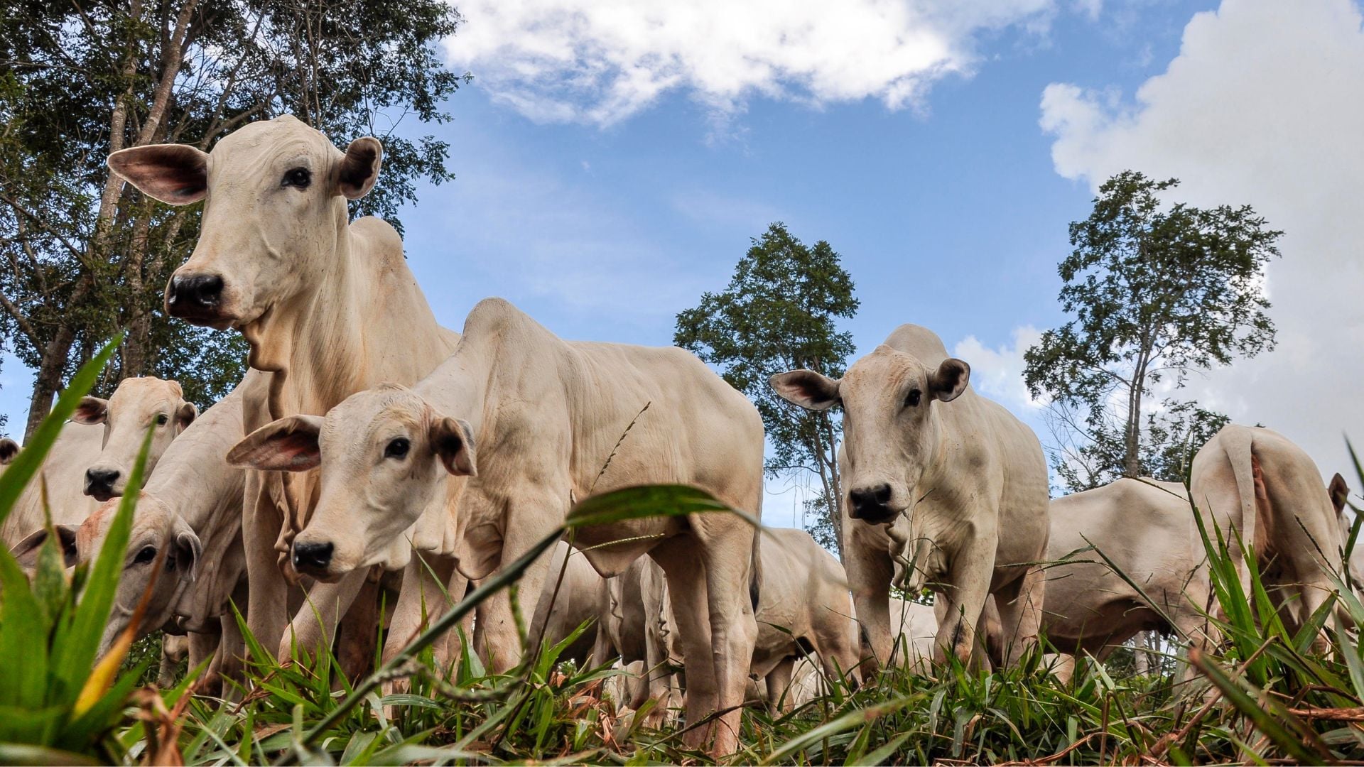 Preços do boi gordo e Carne Bovina Mantêm Firmeza em janeiro