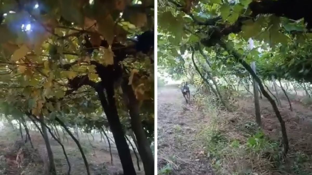 Furto de Uvas em parreiral da Serra Gaúcha Preocupa Produtores