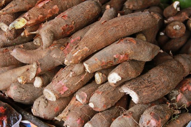 Mandioca recua e atinge menor preço desde setembro