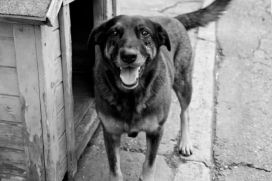 Cão Orelha: mobilização nas redes para expulsar garotos da disney