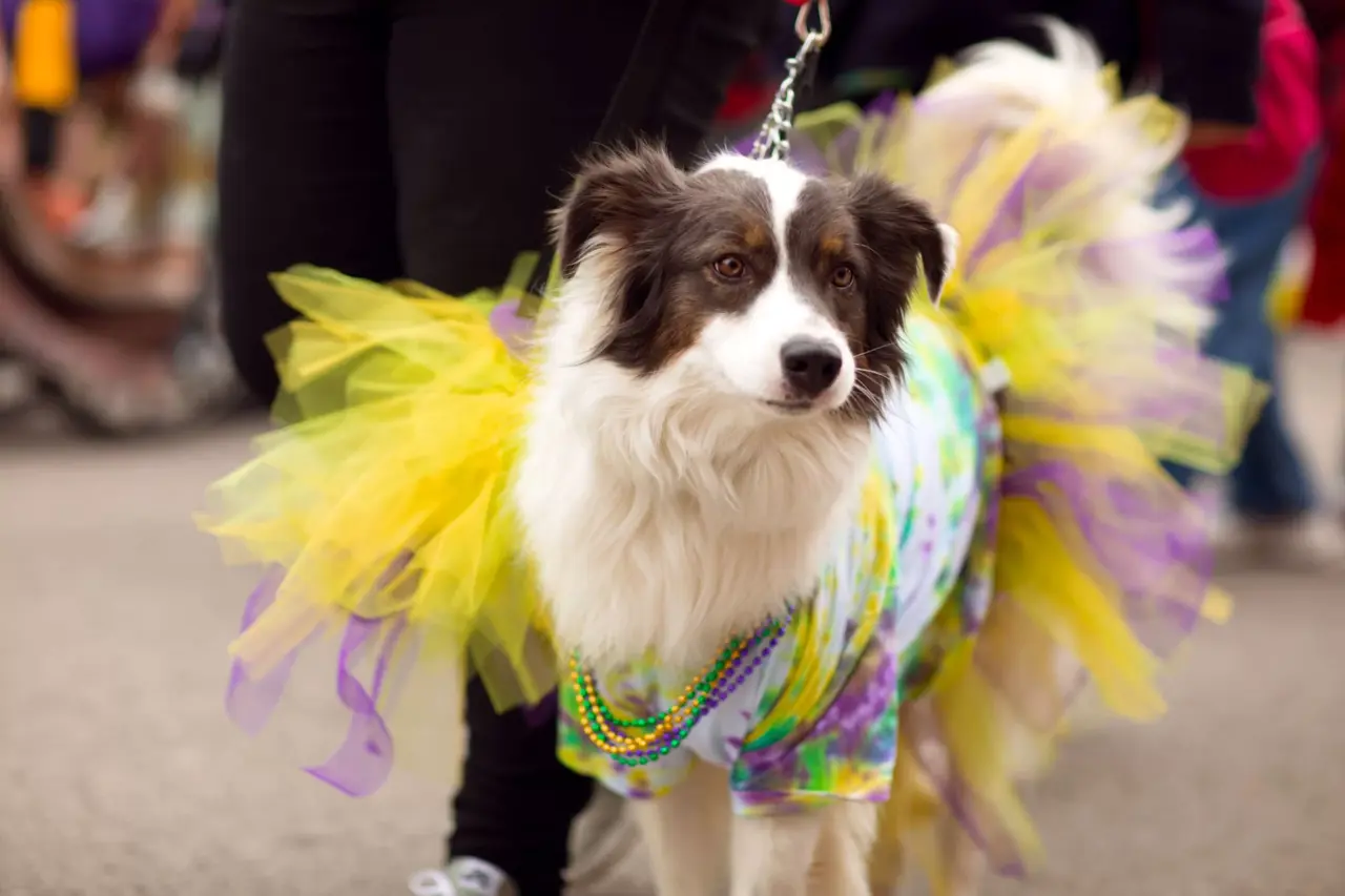 Cuidados Essenciais para Pets Durante a Folia