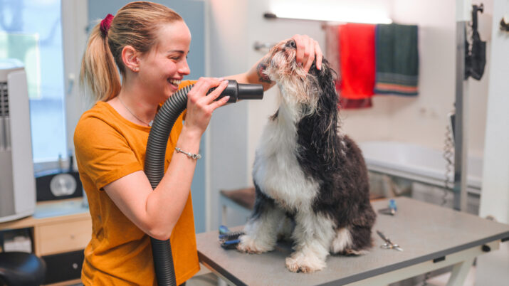 Petz e Cobasi: fusão das gigantes cria chances para pet shops