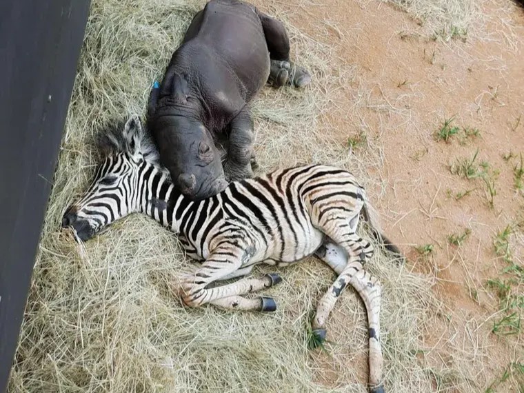 Resgate e Reabilitação de Animais Fortalecem Laços na África