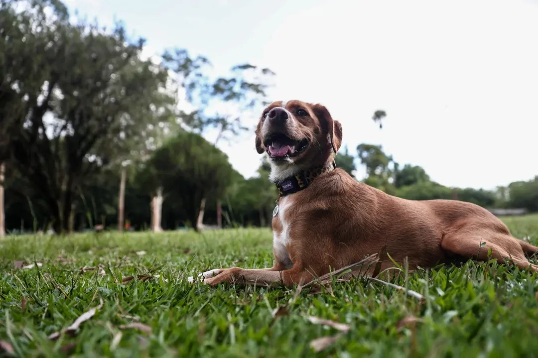 Caju, Meu Amigo: a História De um SRD que vira estrela de cinema