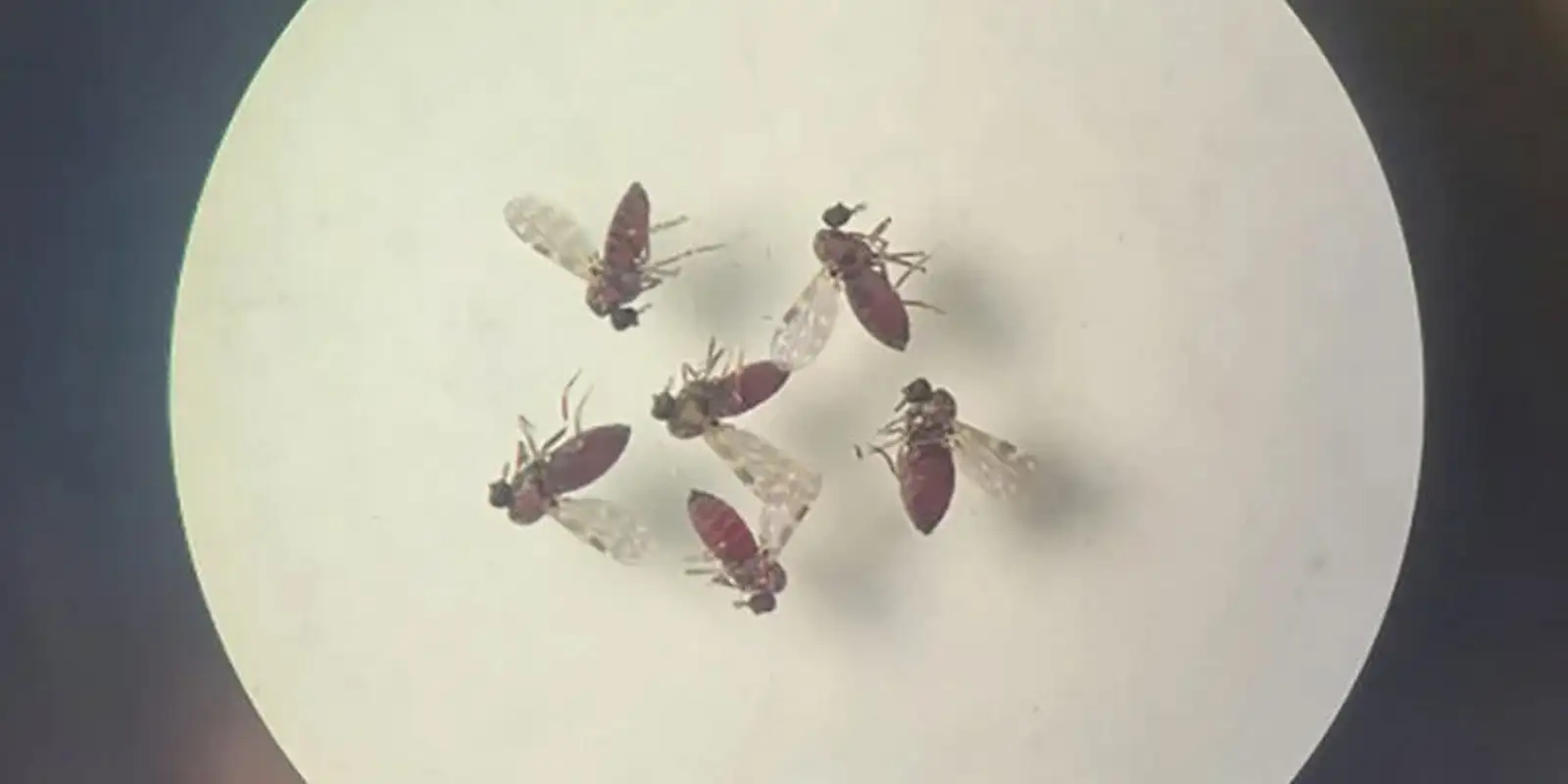 Estudo Brasileiro Detalha Diferenciação entre febre do Oropouche e dengue