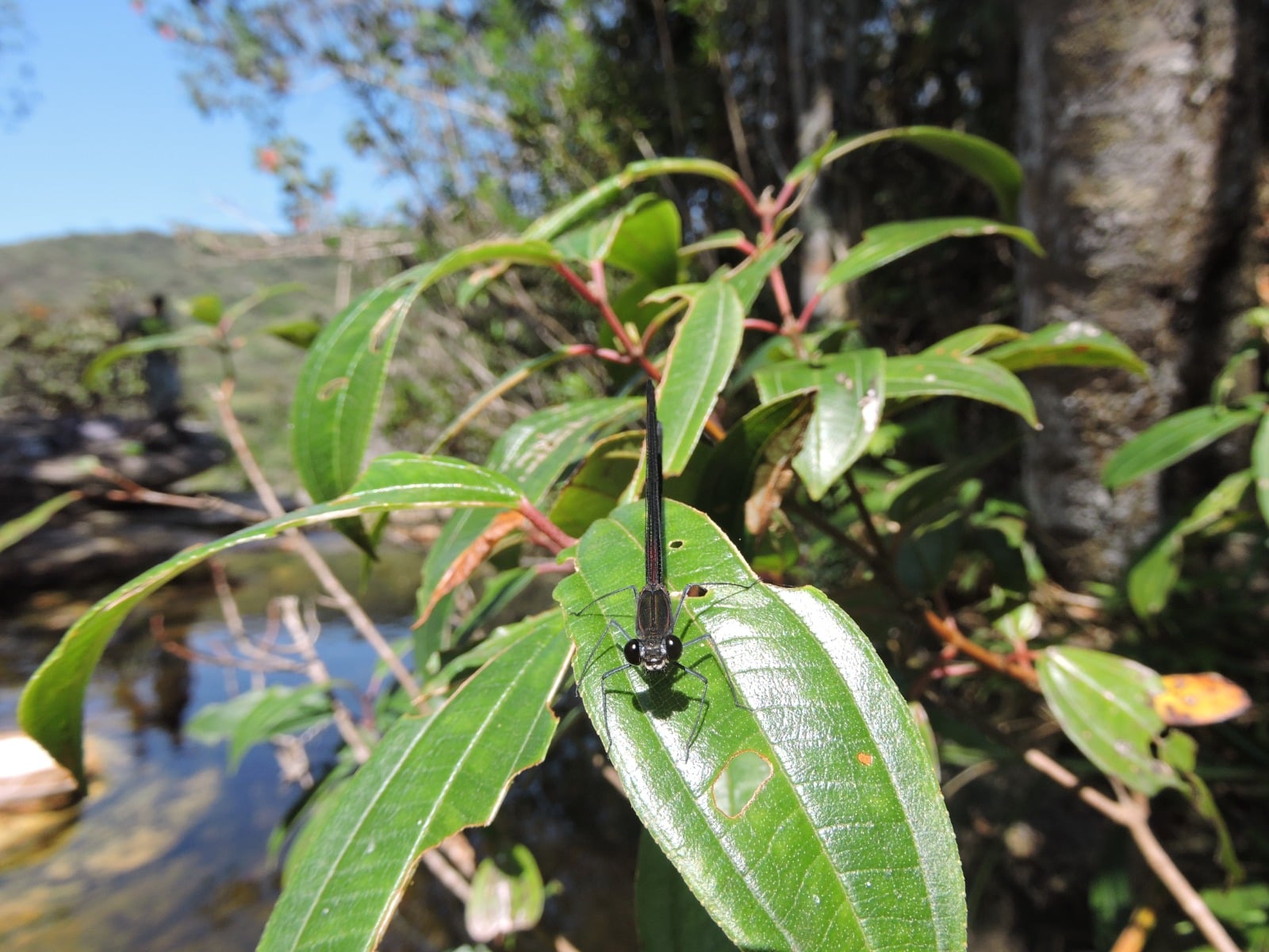 Nova espécie de libélula identificada em Parque de Minas Gerais