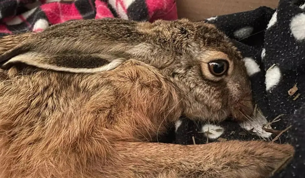 Instituto Projeto Ninhos atua na reabilitação de animais