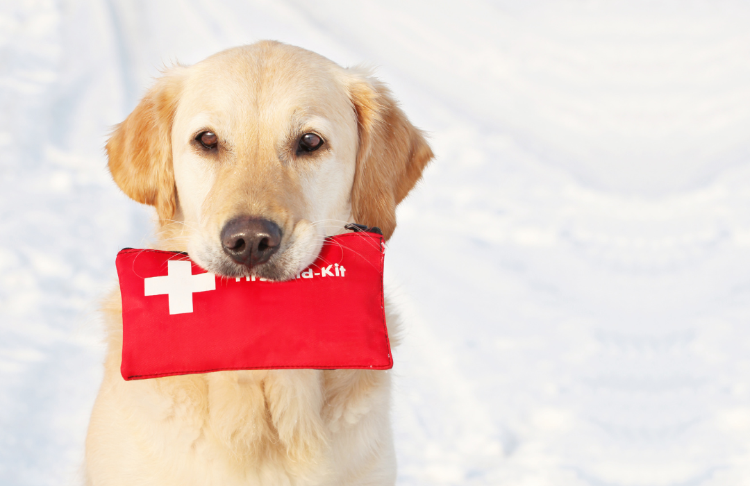 Orientações essenciais para identificar emergências para Pet